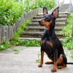 Dog Doberman Pinscher, Animal