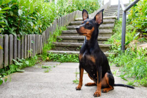 Pinscher allemand