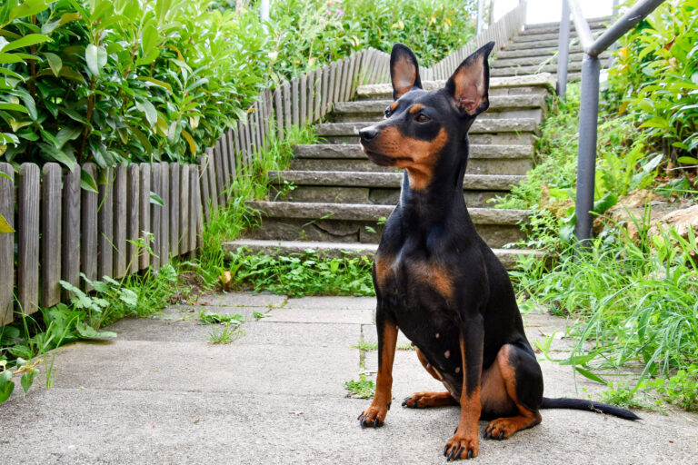 Pinscher allemand