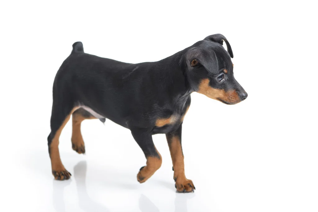 chiot pinscher allemand debout sur fond blanc