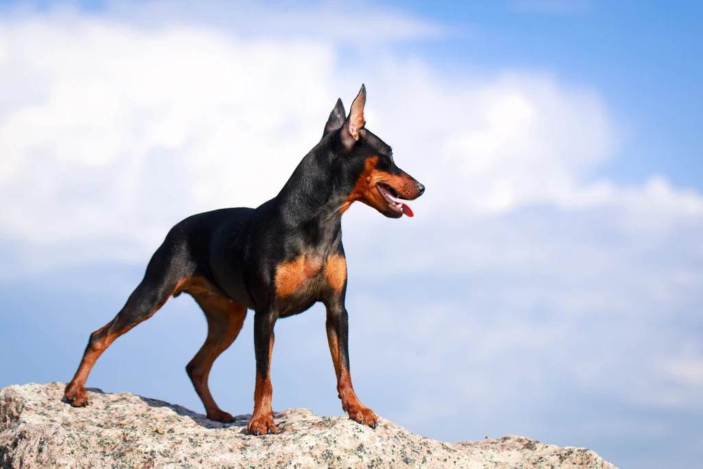 pinscher allemand debout sur un rocher