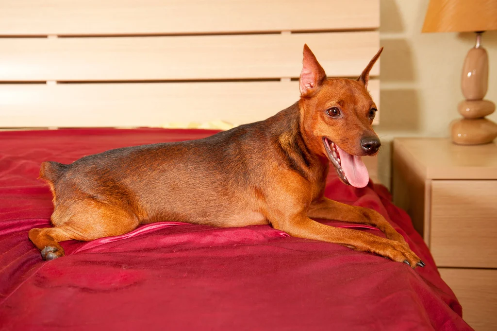 pinscher allemand marron allongé sur un lit rouge
