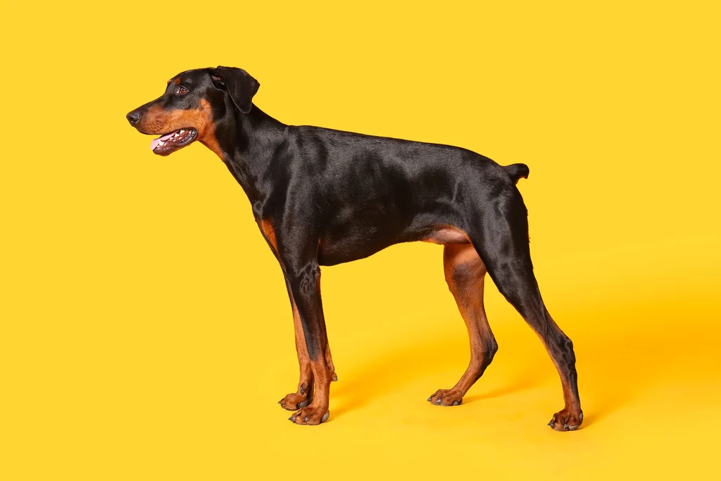 dobermann de profil sur fond jaune