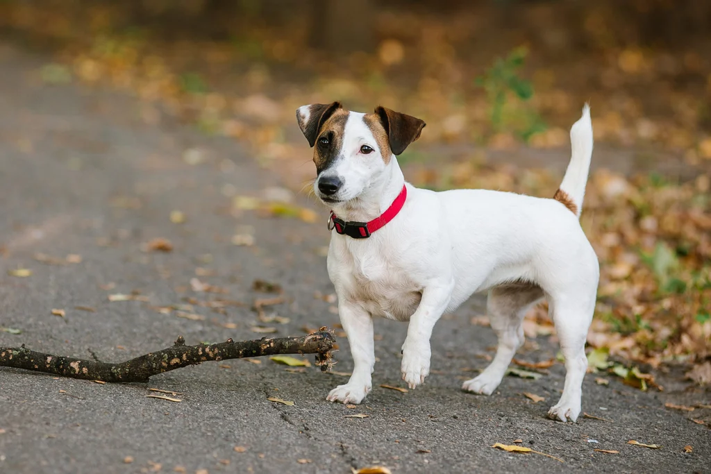 jack russell blanc sur le bitume 