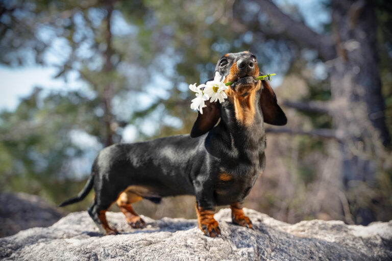 Races de chiens à poil ras