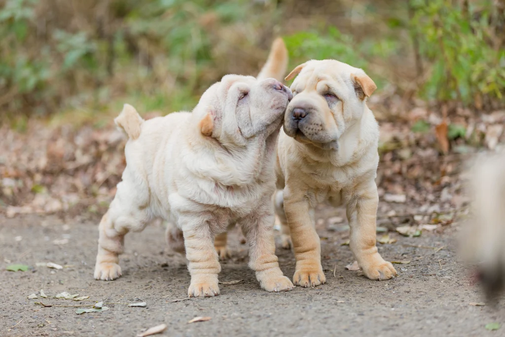 deux chiots sharpei en exterieur l un contre l autre