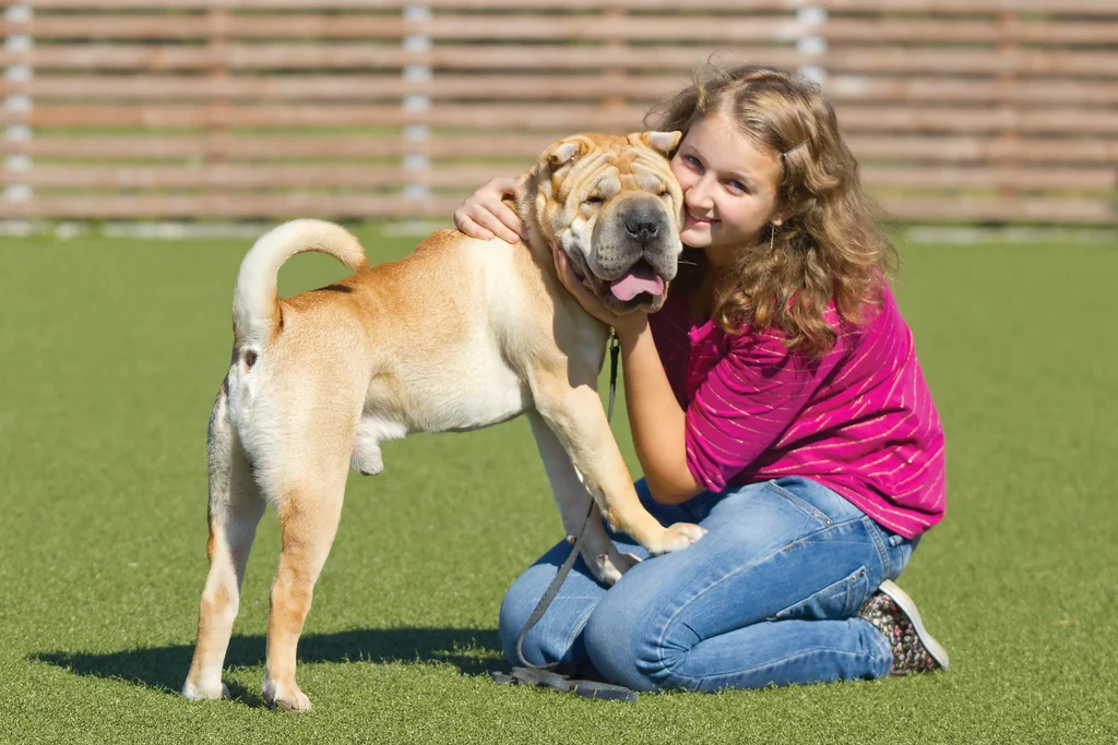 chien sharpei avec une fillette sur une pelouse