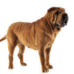 Shar Pei Staying In The White Studio