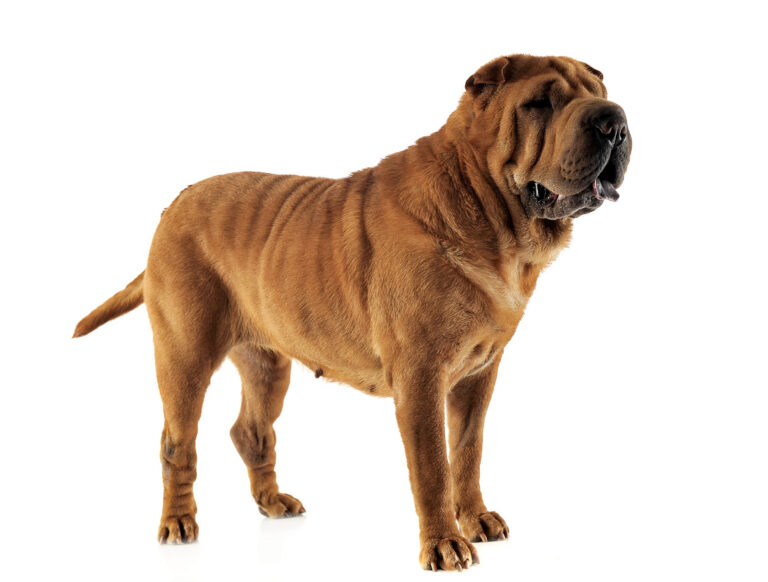 Shar-peï (Shar Pei, Sharpei)