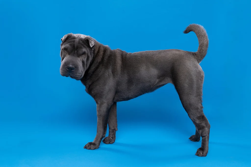 sharpei gris sur fond bleu